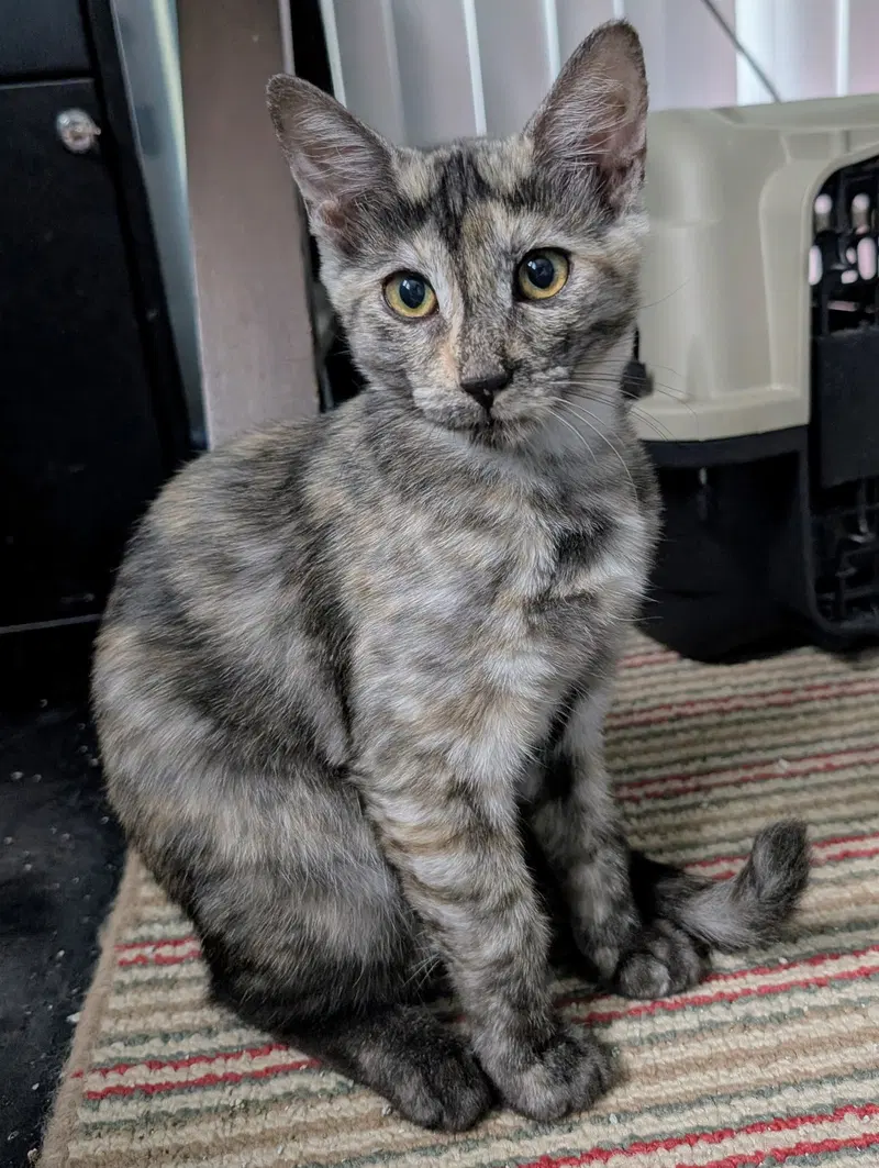 Tigra, photo 2