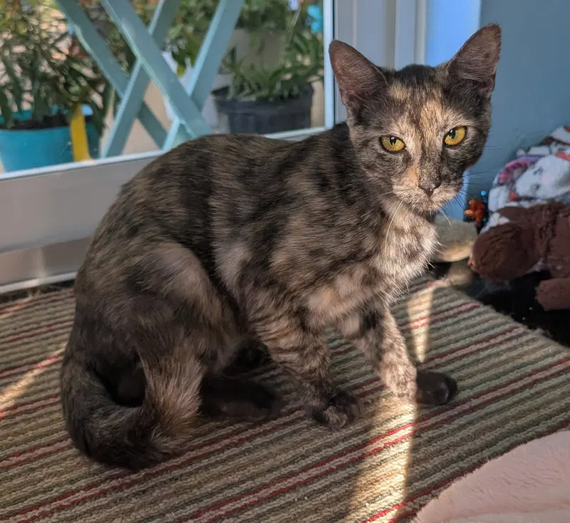Tigra, photo 3