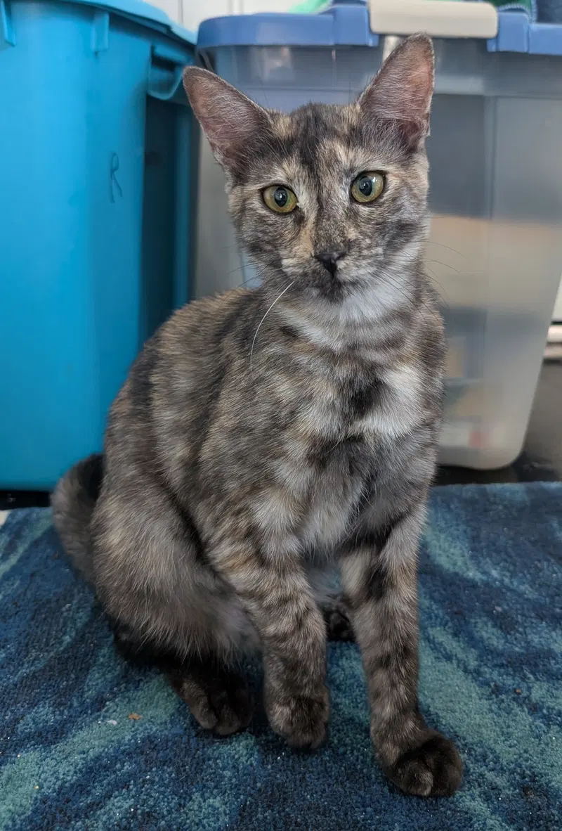 Tigra, photo 4