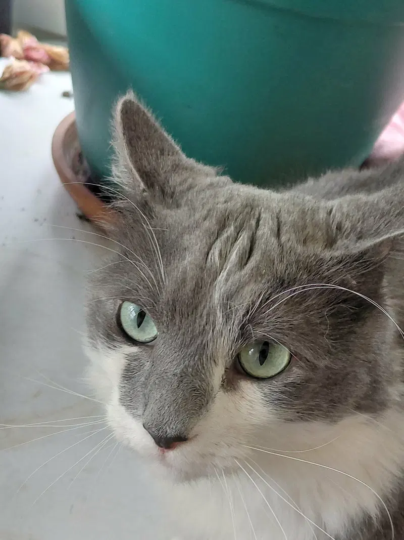 Oliver, photo 2