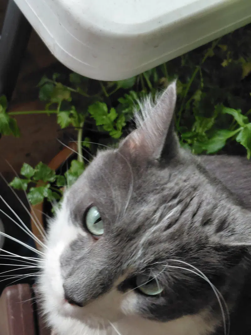 Oliver, photo 4