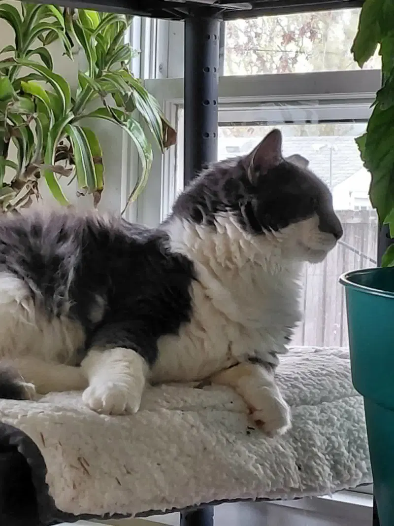Oliver, photo 8