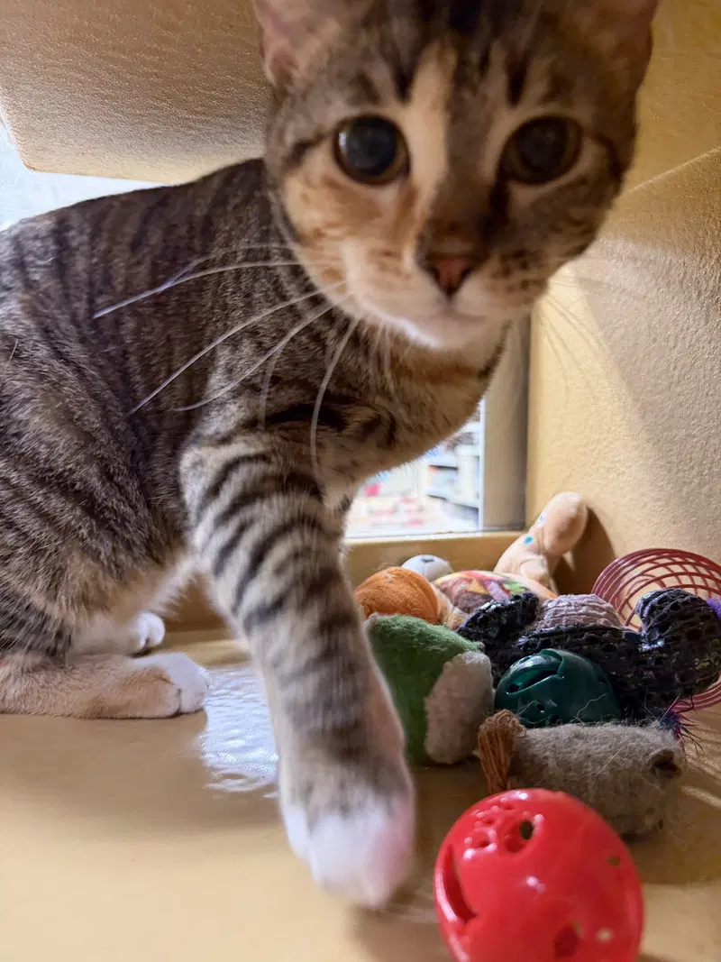 Penny, photo 7
