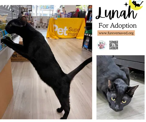 Watch the video of Lunah