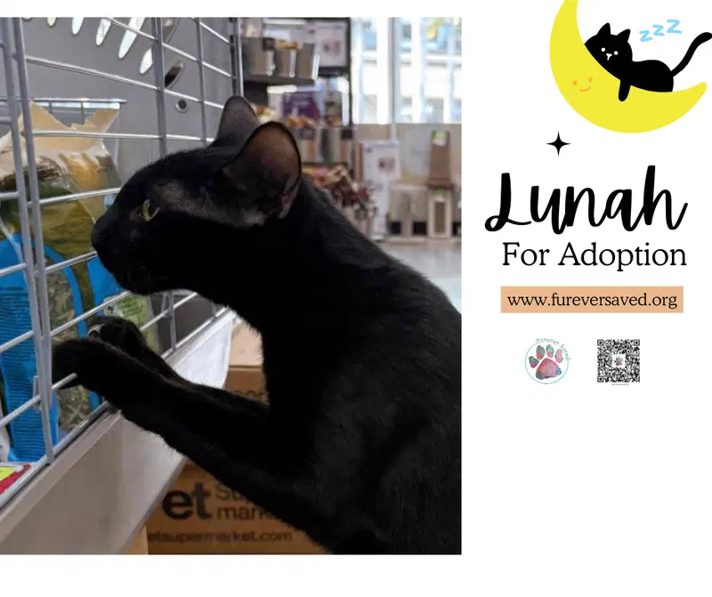 Lunah, photo 2