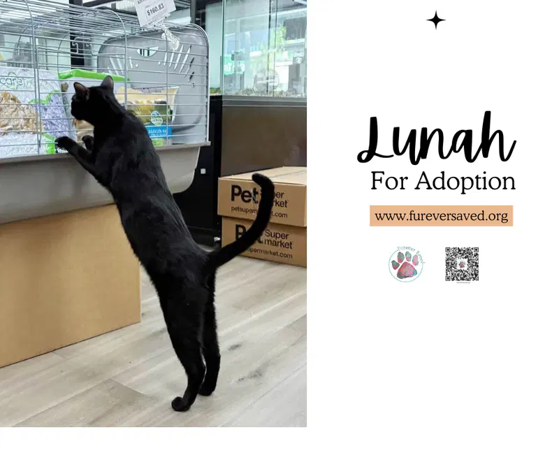 Lunah, photo 3