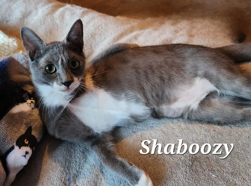 Shaboozy, photo 5
