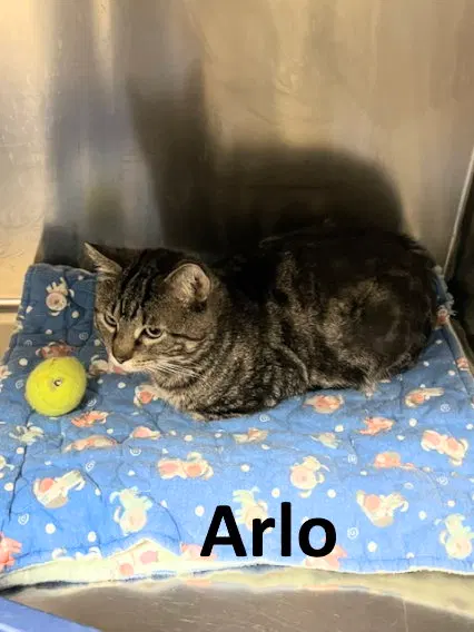 Arlo, photo 4