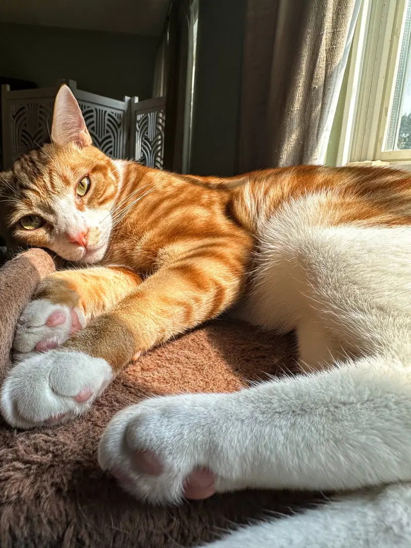 Louie, Willow Grove Area, DC, photo 3