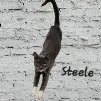 Steele, photo 2