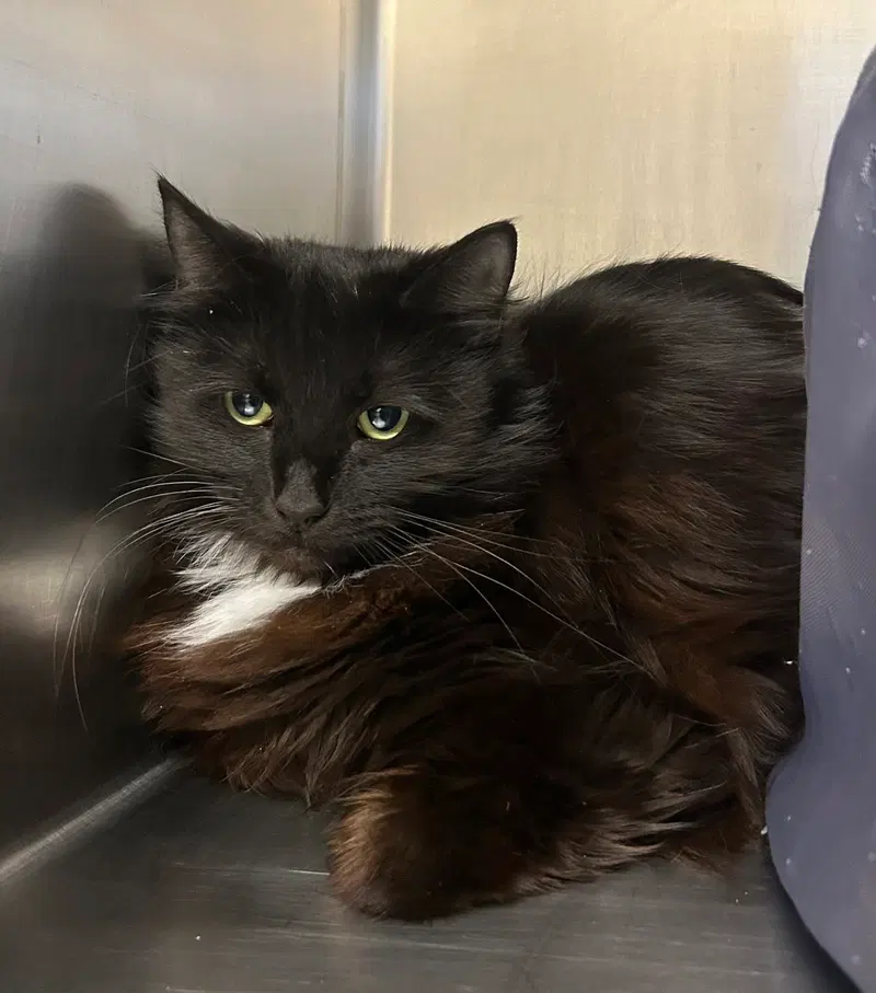 Esme, an adult female cat up for adoption