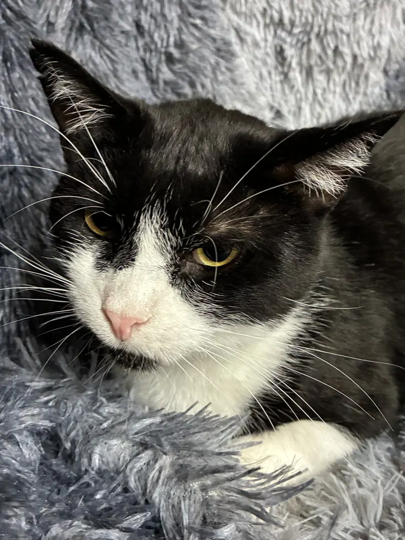 Sylvester, photo 2