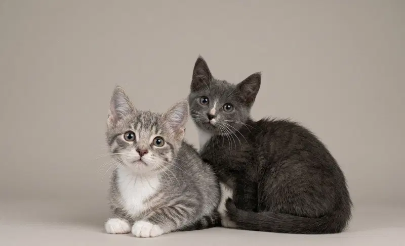 Sweet Kittens, photo 2