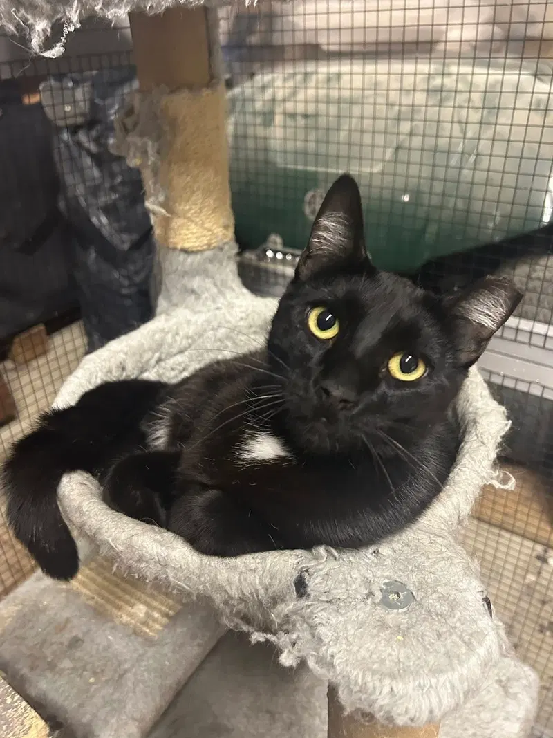 Onyx, a young male Bombay cat up for adoption