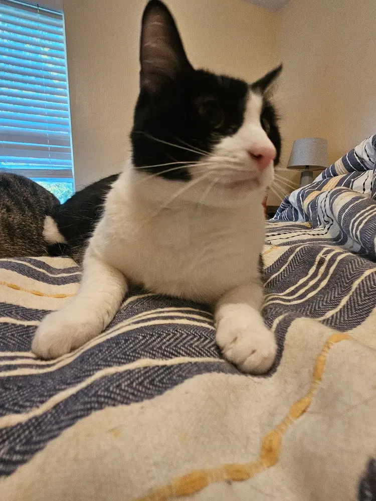 Tux, photo 2