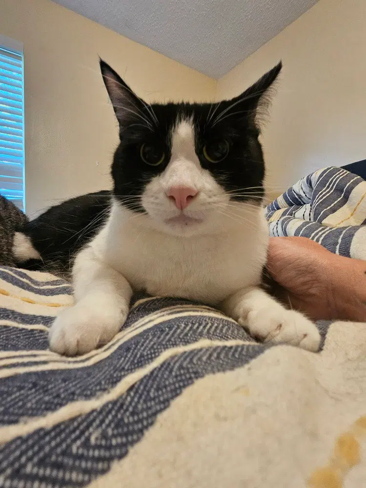 Tux, photo 3