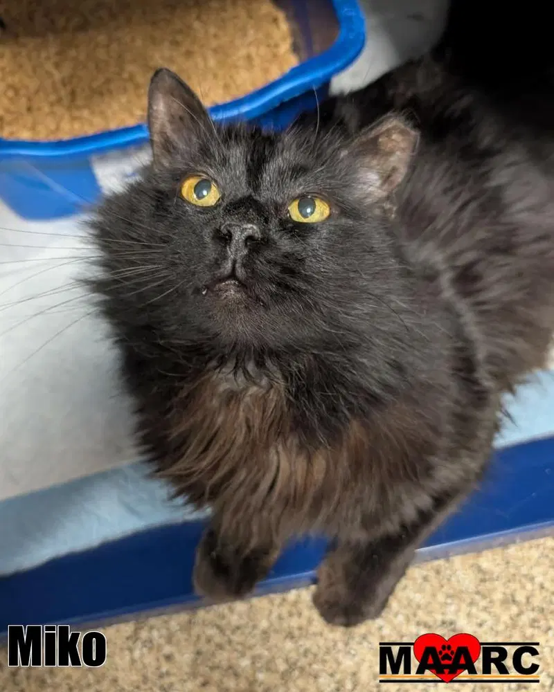 Miko, a senior male cat up for adoption
