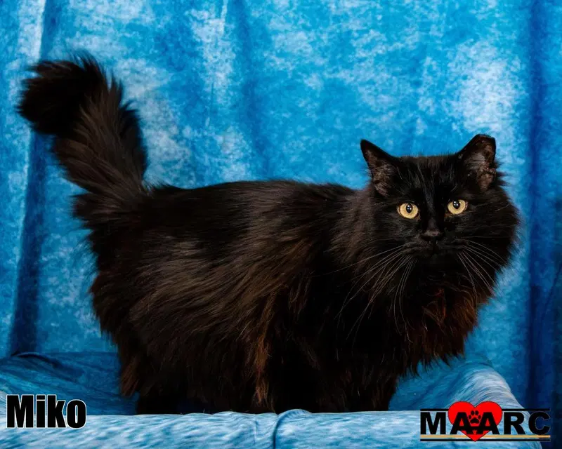 Miko, photo 2