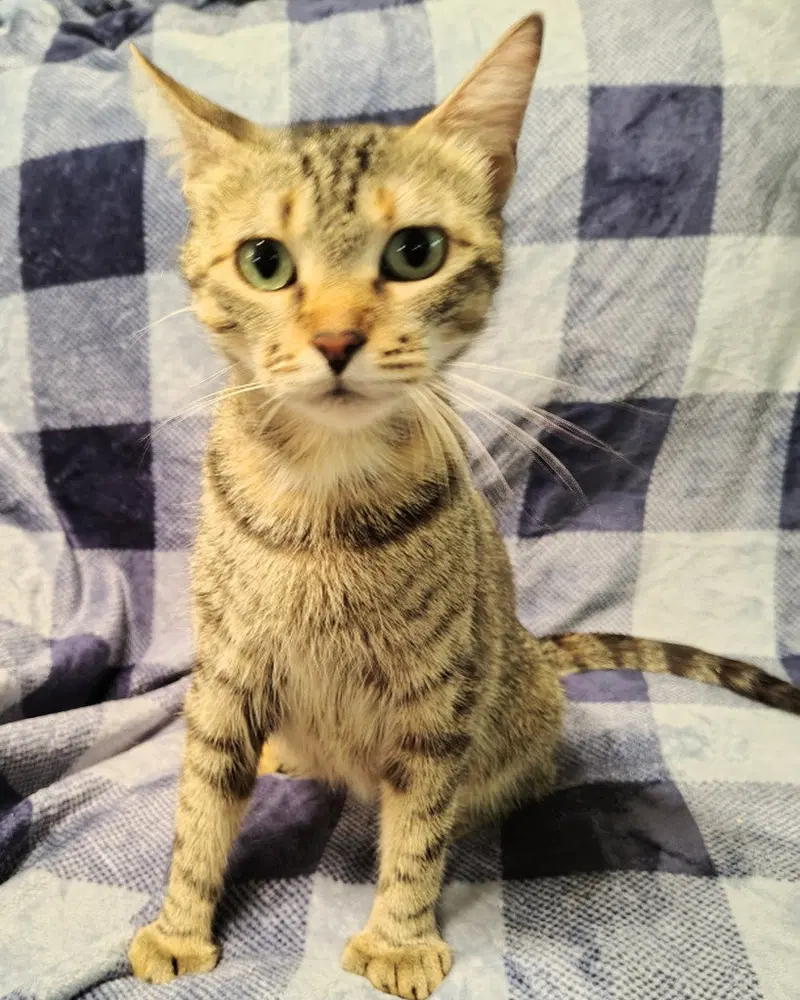 Mary Shelley, a young female Extra-Toes Cat (Hemingway Polydactyl) cat up for adoption