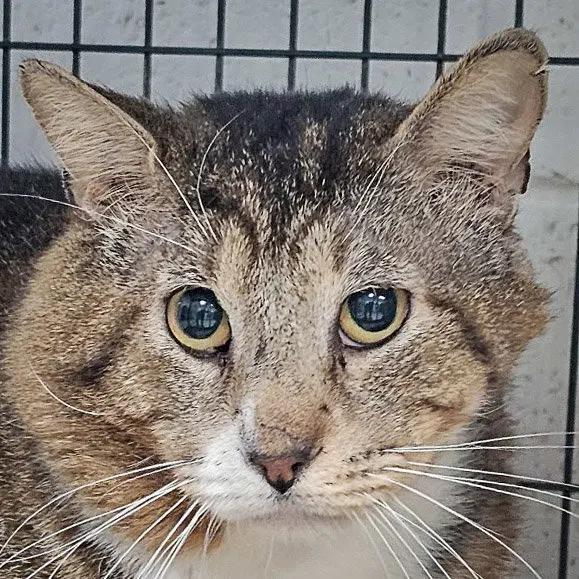 Wiley, a young male Tabby cat up for adoption