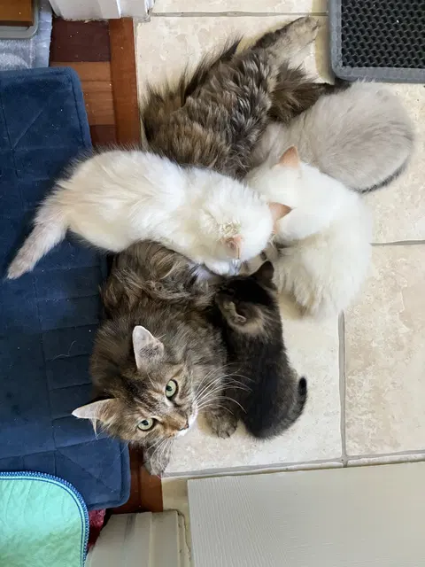 Watch the video of Mimosa