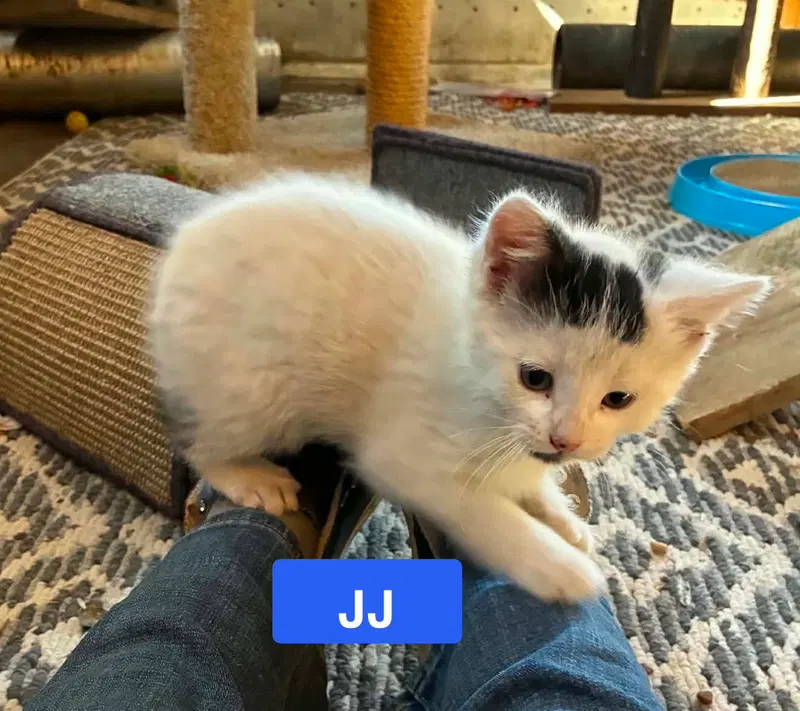 Jj, photo 3