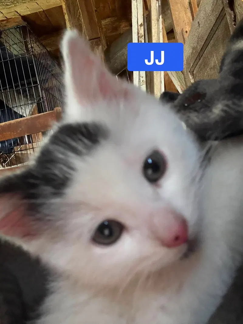 Jj, photo 4
