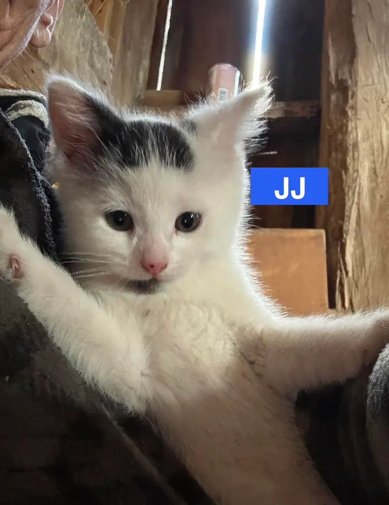 Jj, photo 5