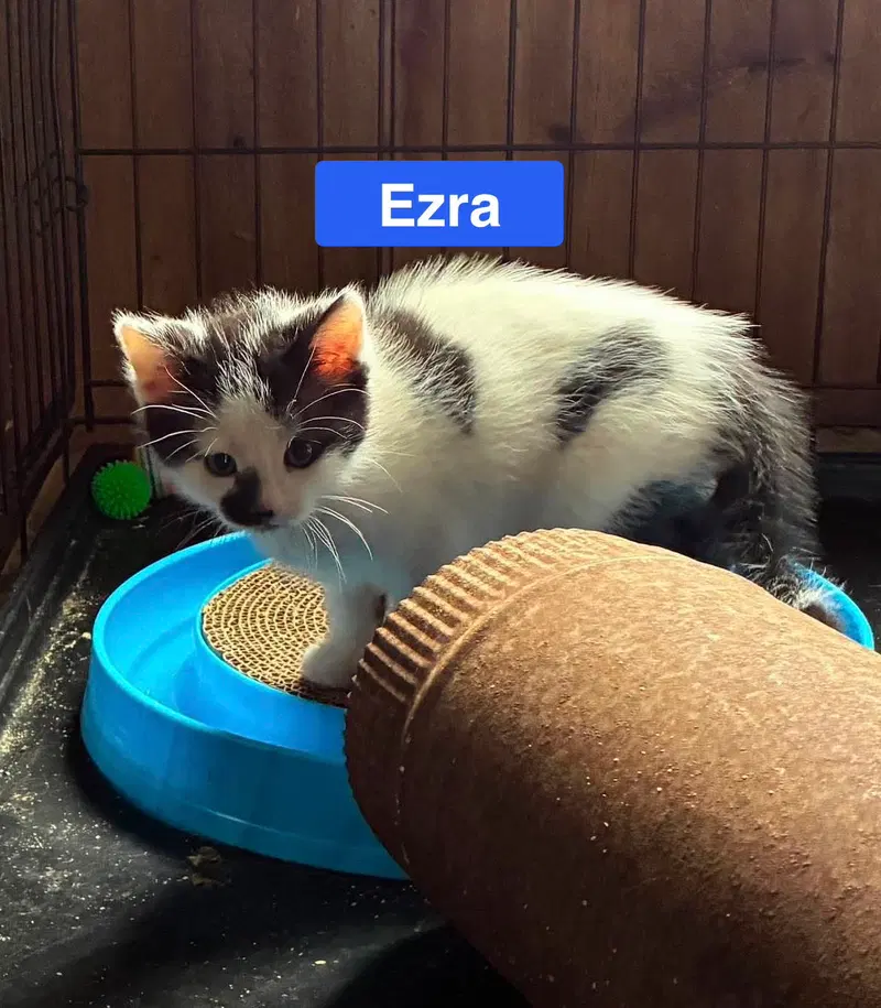 Ezra, photo 3