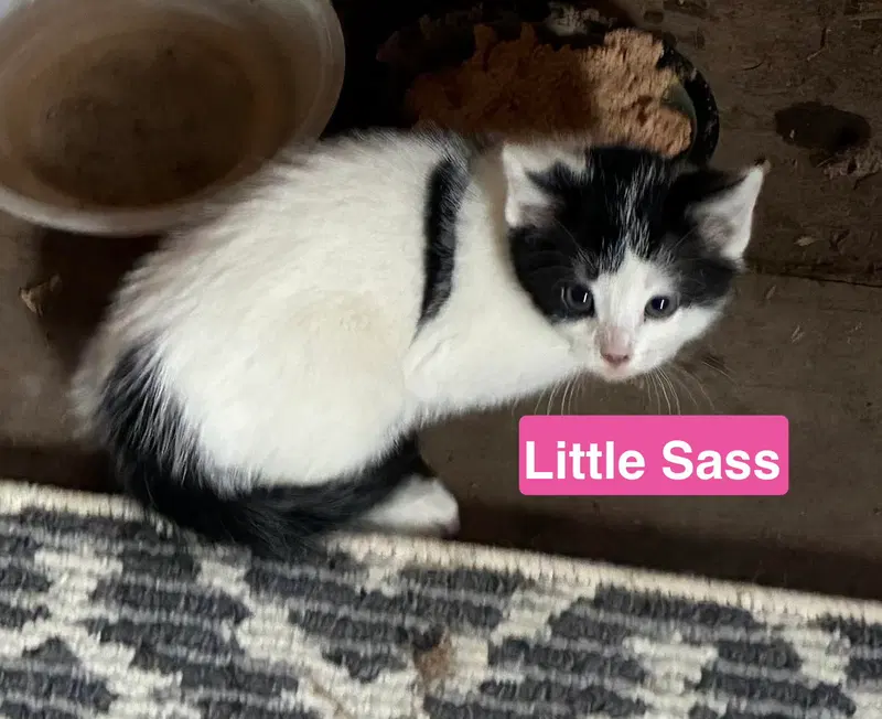 Little Sass, photo 3