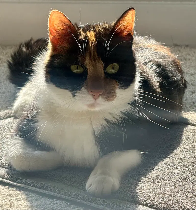 Amai, an adult female Calico cat up for adoption