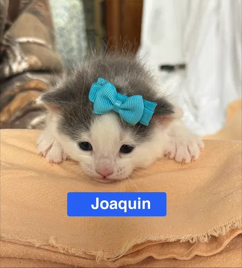 Watch the video of Joaquin