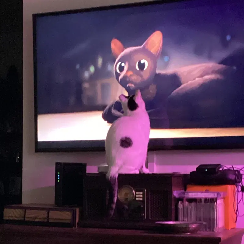 Suki, photo 2