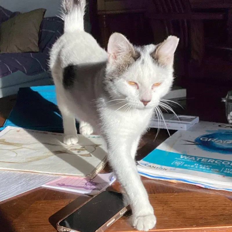 Suki, photo 3