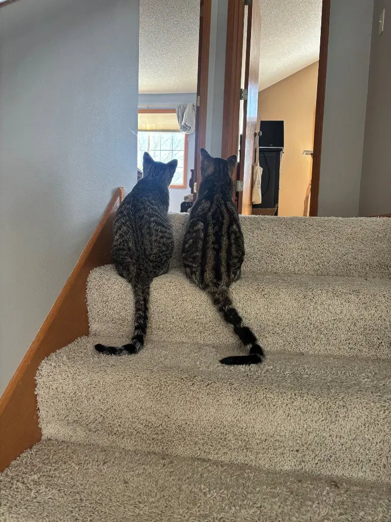 Peanut / Ollie, photo 2