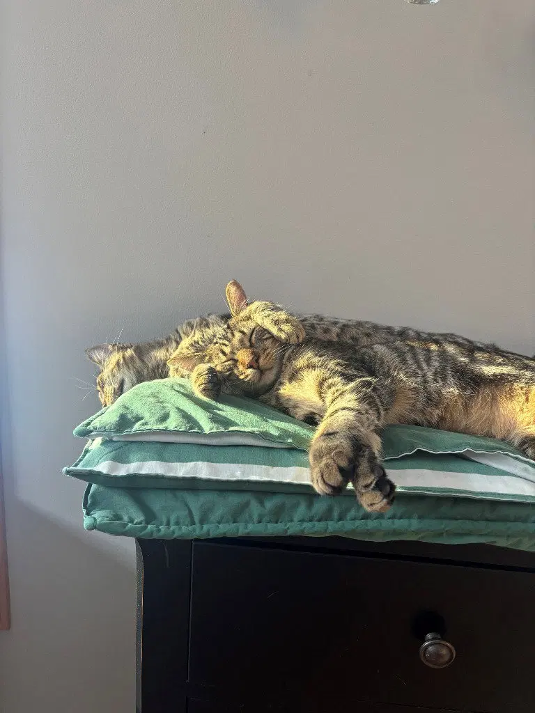 Peanut / Ollie, photo 3