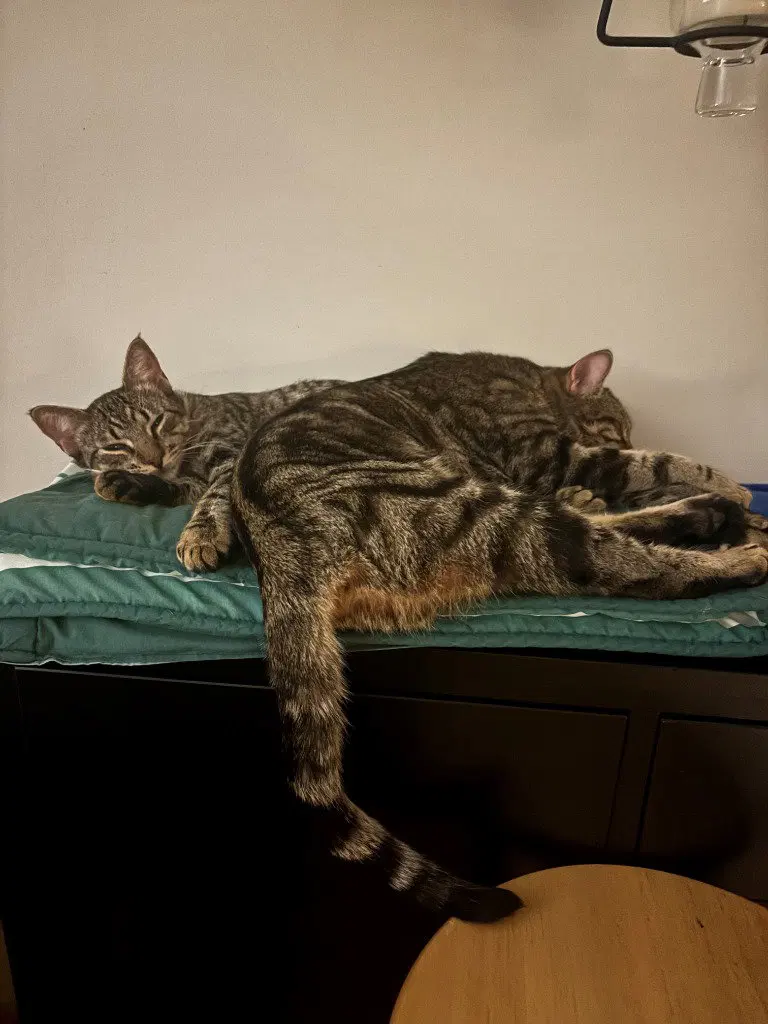 Peanut / Ollie, photo 4