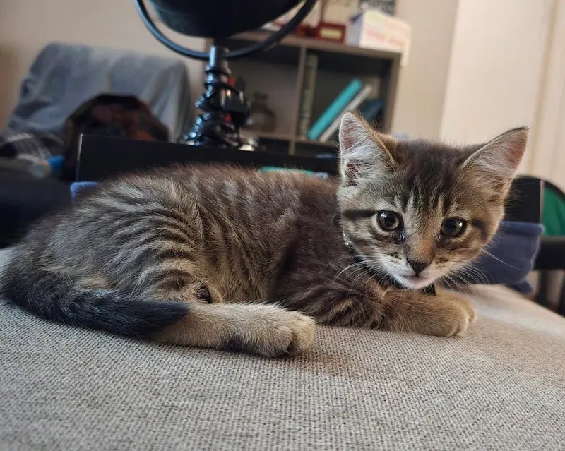 Gina, a female kitten up for adoption