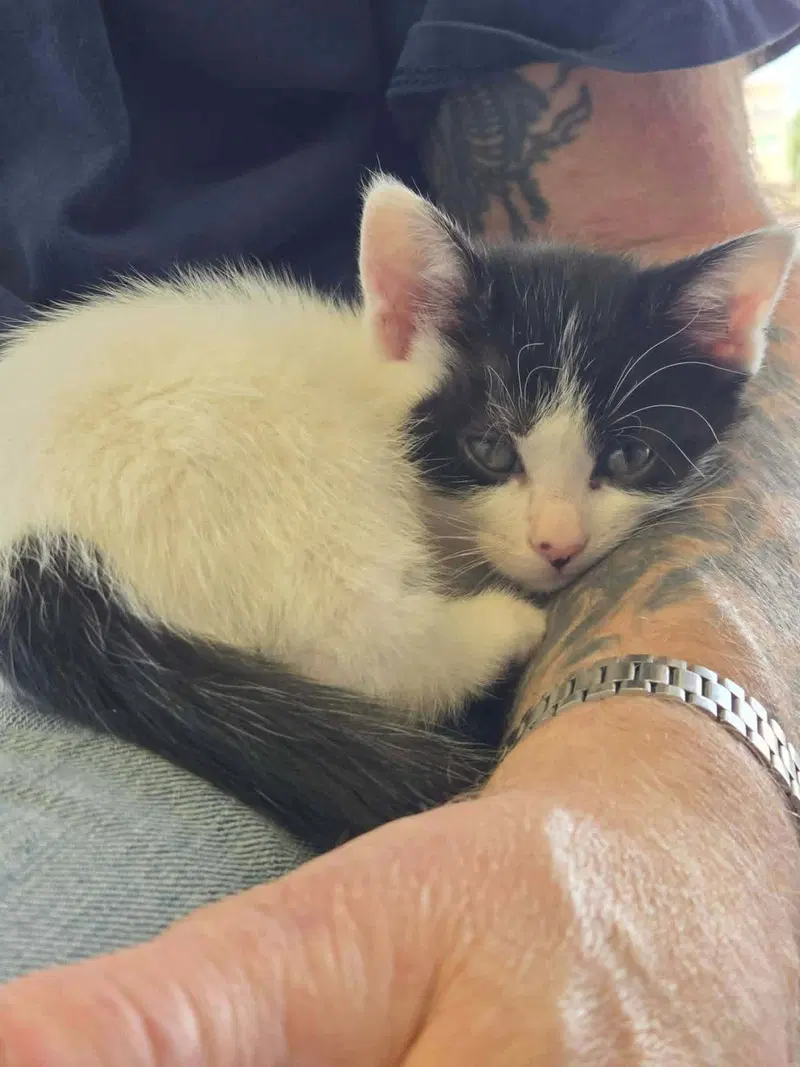 C319 Litter Maeve, photo 3