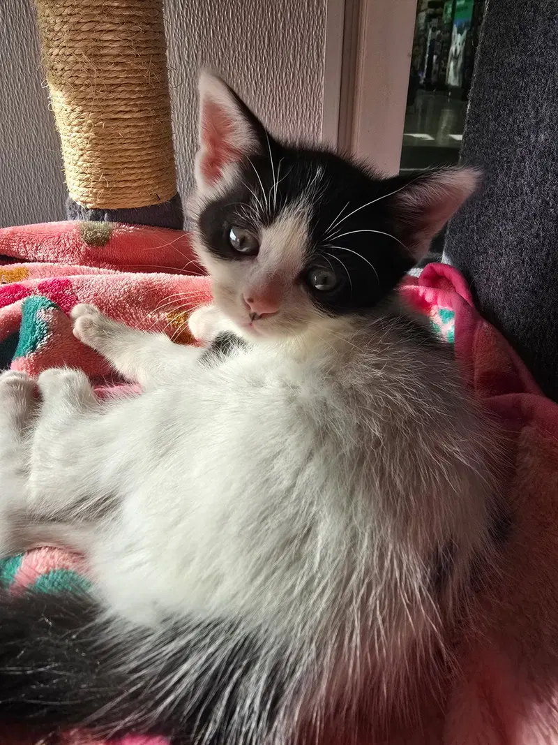 C319 Litter Maeve, photo 4