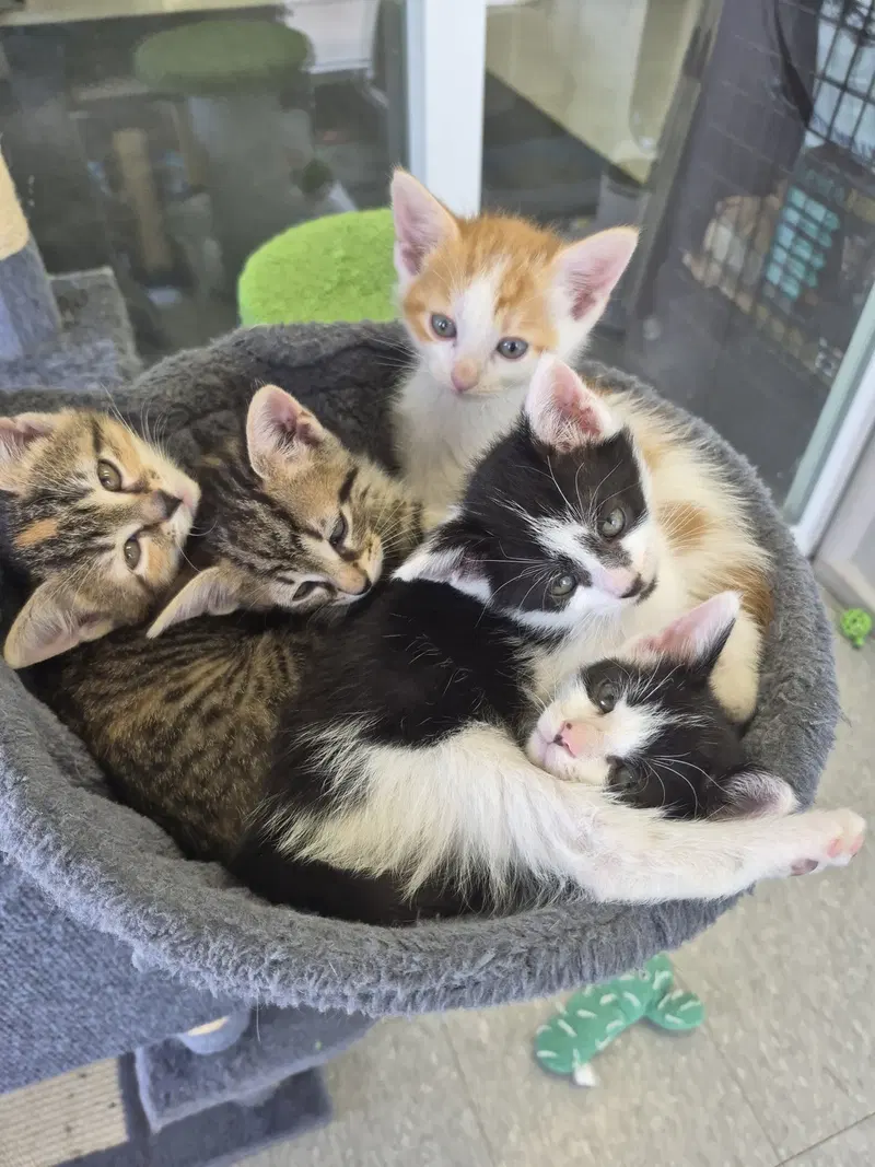 C319 Litter Maeve, photo 5