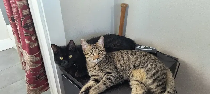 Fiona & Sasha, photo 4