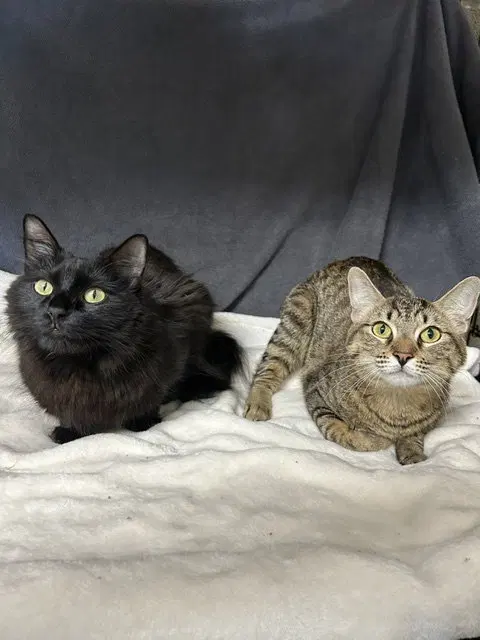 Fiona & Sasha, photo 3