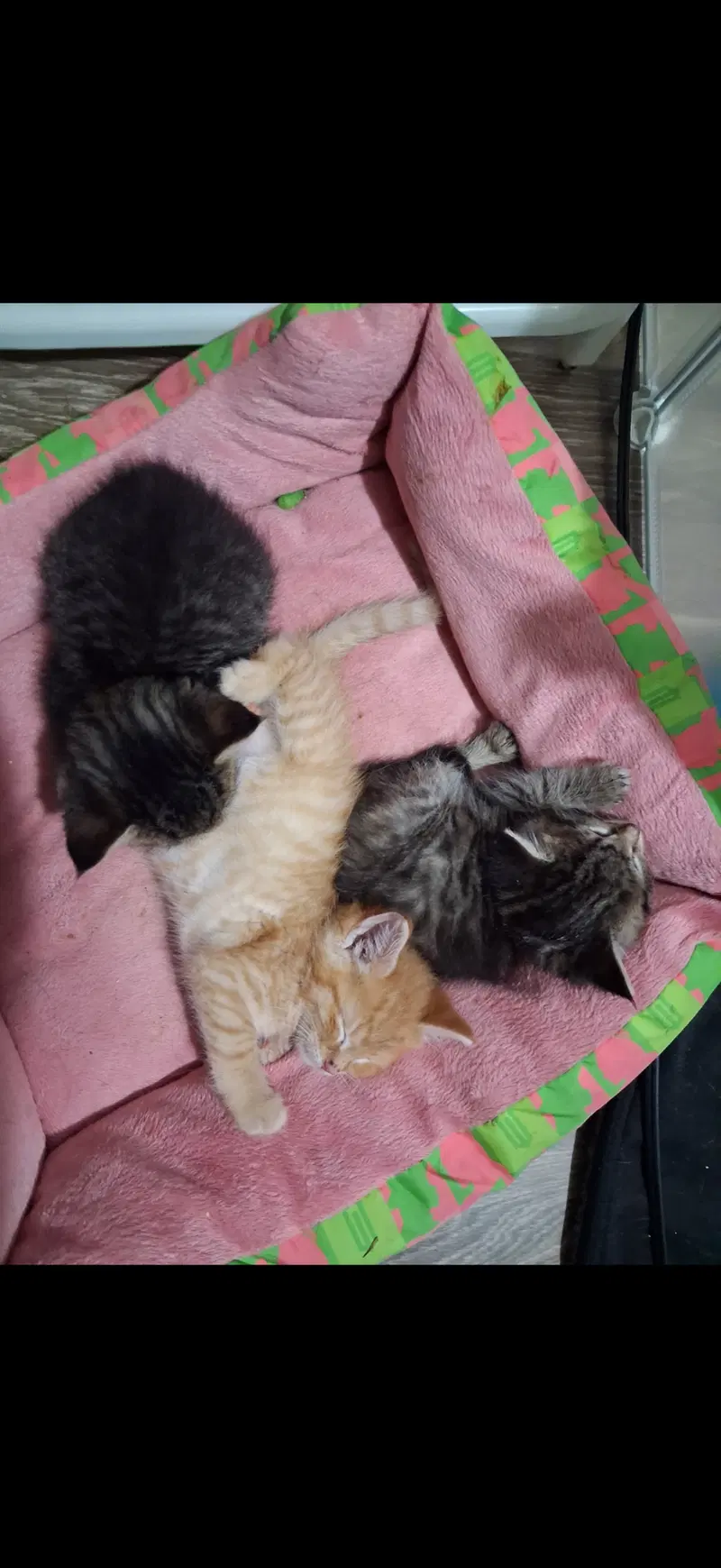 C320 Litter Drumstick, photo 2