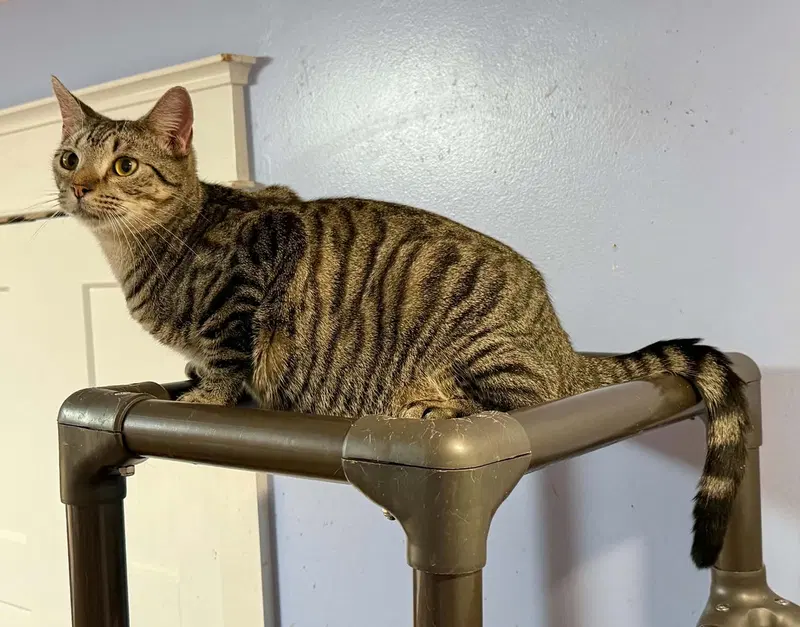 Sandy, a young female Tabby cat up for adoption