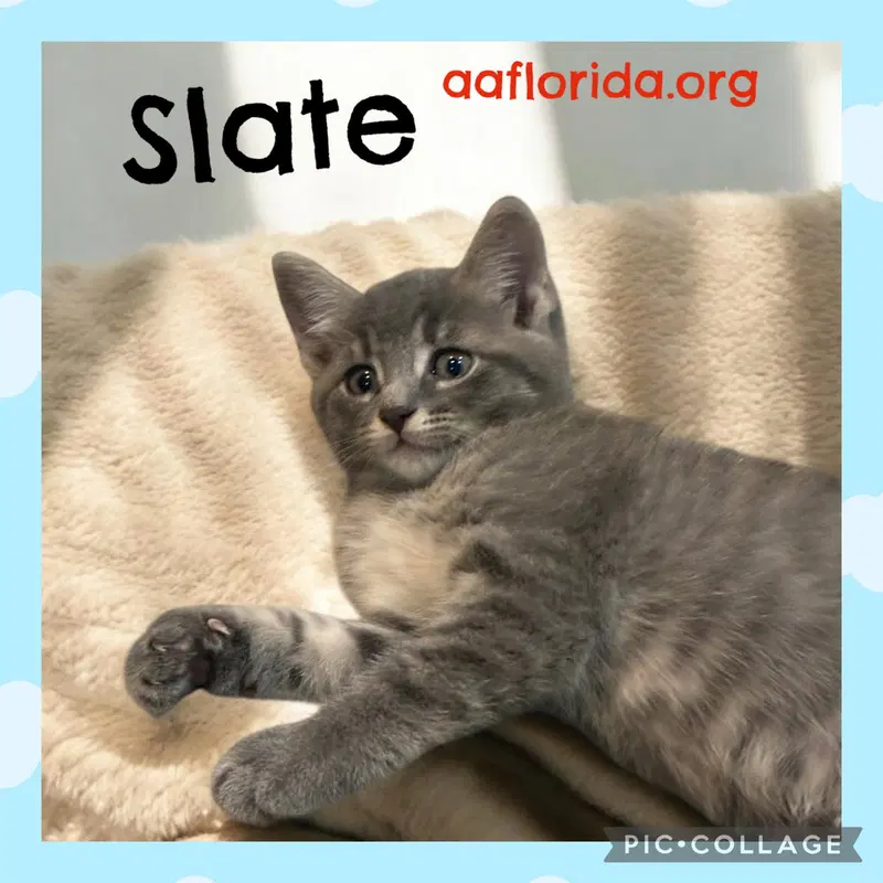 Slate, photo 3