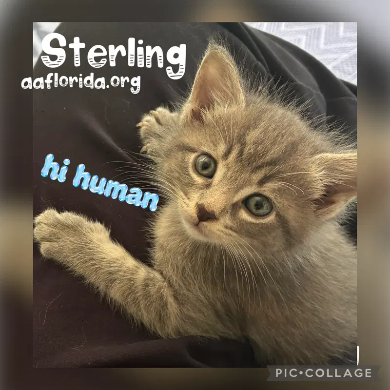 Sterling, photo 2