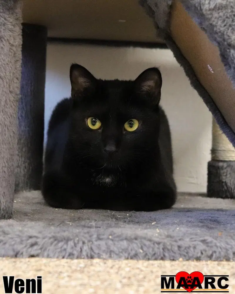 Veni, a young female cat up for adoption