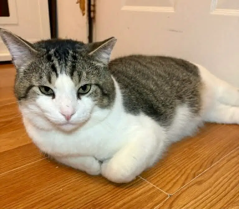 Bucky, photo 3