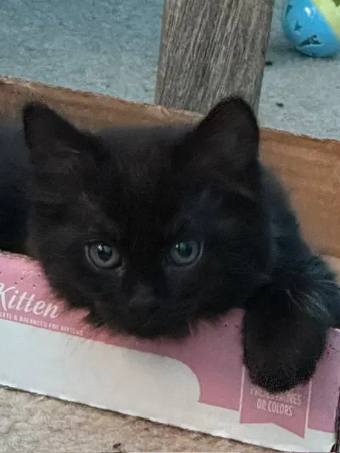 Fluffy, photo 5